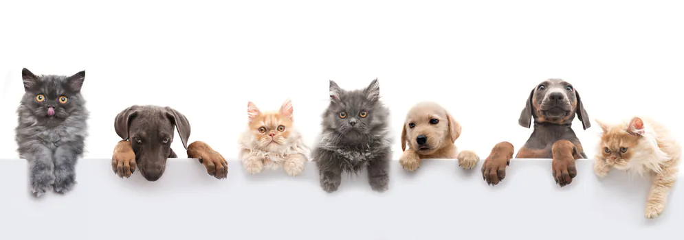 iStock_puppies_and_kittens_footer_aug_2023
